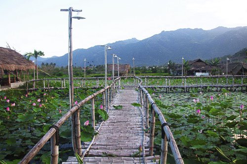 Khu đầm có lối đi bằng tre để khách tham quan.